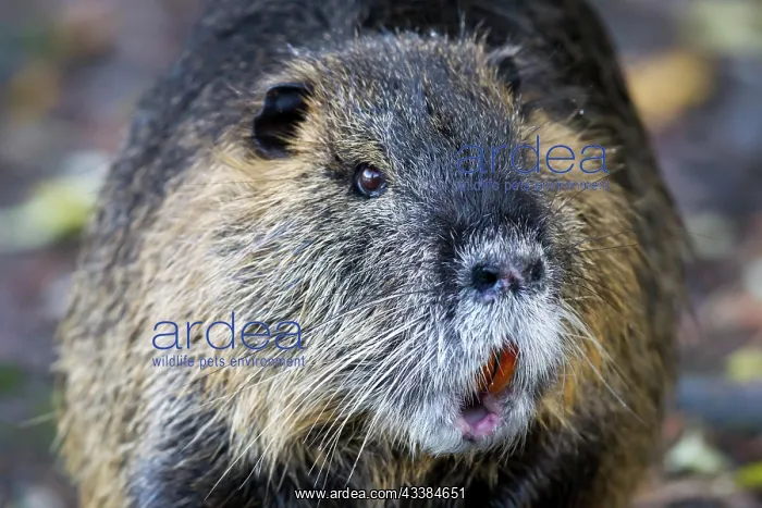 : Nutria (Myocastor coypus) in the Mnnchbruch nature r : Nutria (Myocastor coypus) in the Mnnchbruch nature r