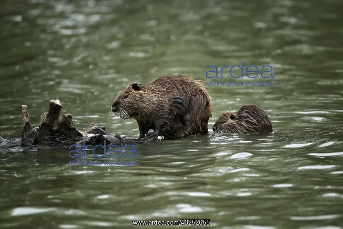 : Nutria (Myocastor coypus), Parc Ornithologique : Nutria (Myocastor coypus), Parc Ornithologique