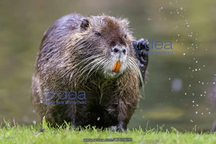 : Nutria (Myocastor coypus) shakes water from its : Nutria (Myocastor coypus) shakes water from its