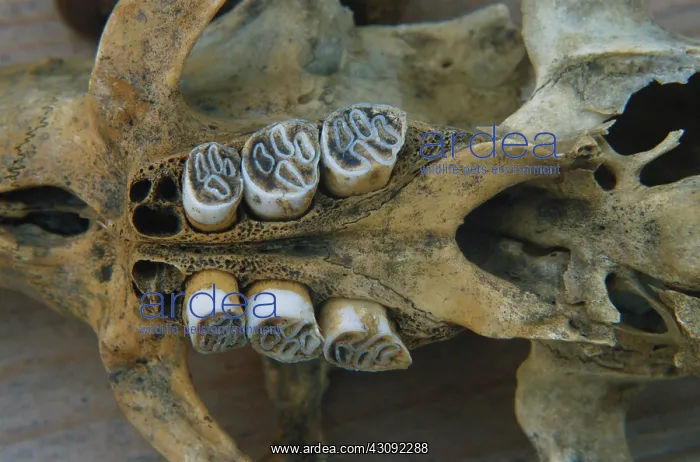 : Nutria skull