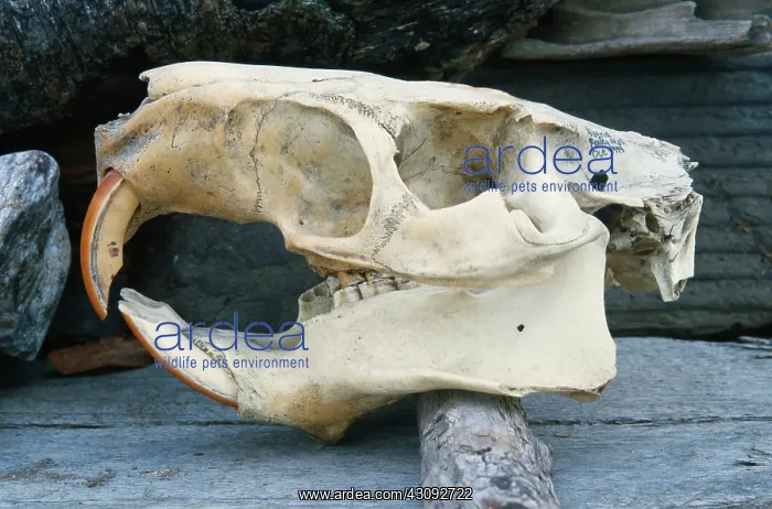 : Nutria skull : Nutria skull