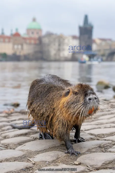 : Nutria town : Nutria town