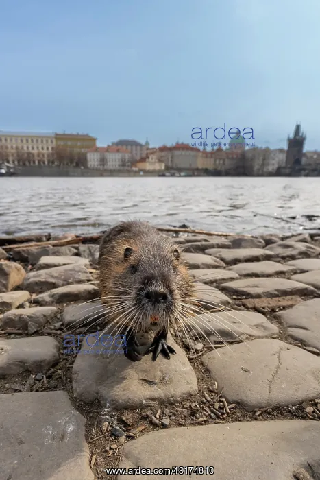 : Nutria town : Nutria town