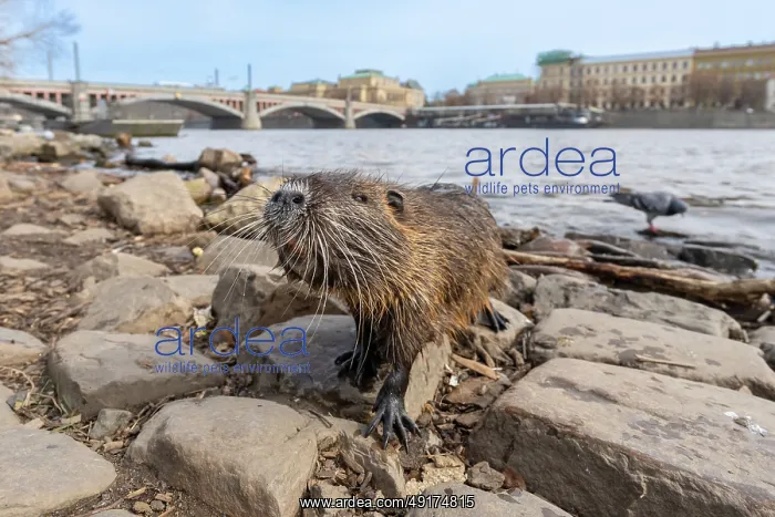 : Nutria town : Nutria town