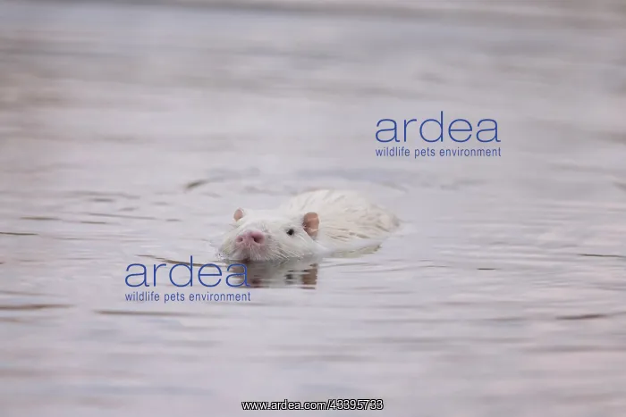: Nutria white water : Nutria white water