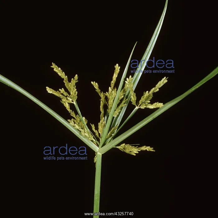 : Nutsedge flower spike : Nutsedge flower spike