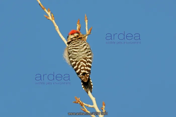 : Nuttall's Woodpecker : Nuttall's Woodpecker