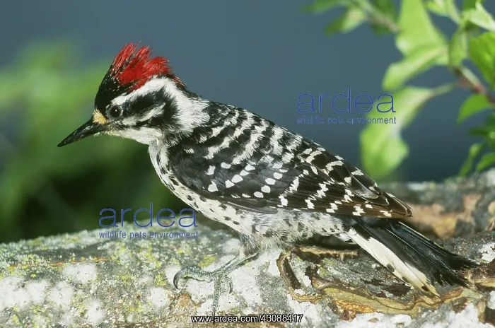 : Nuttall's Woodpecker (Picoides nuttallii) : Nuttall's Woodpecker (Picoides nuttallii)