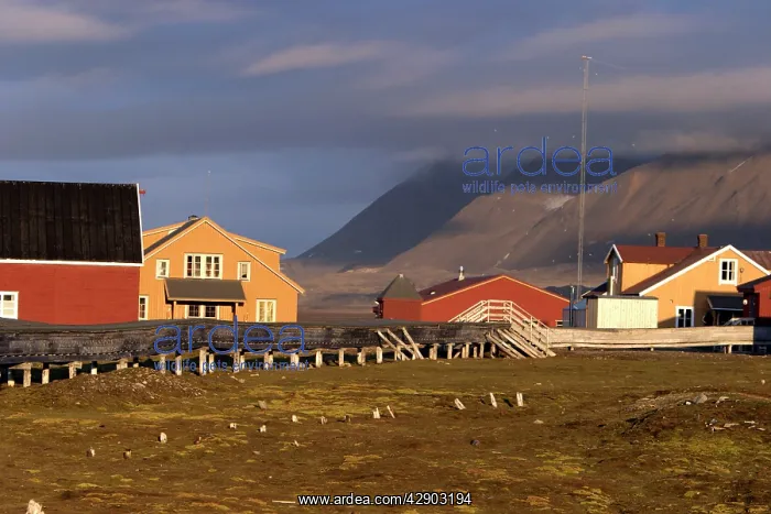 : Ny-Alesund, Spitzbergen. Svalbard : Ny-Alesund, Spitzbergen. Svalbard