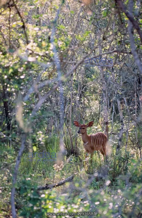 : Nyala - Female sheltering in thick bush : Nyala - Female sheltering in thick bush