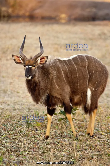 : Nyala - male : Nyala - male