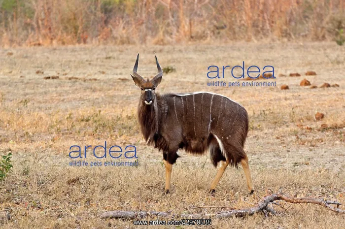 : Nyala - male standing in area of short grass : Nyala - male standing in area of short grass