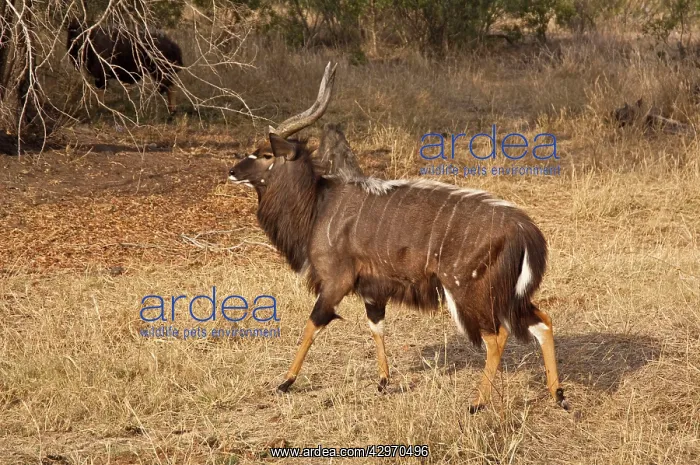 : Nyala - male walking : Nyala - male walking