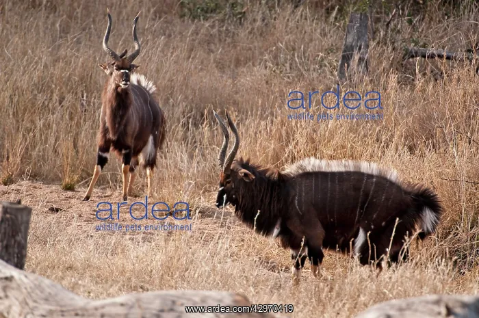 : Nyala - two males displaying - crest on back raised : Nyala - two males displaying - crest on back raised