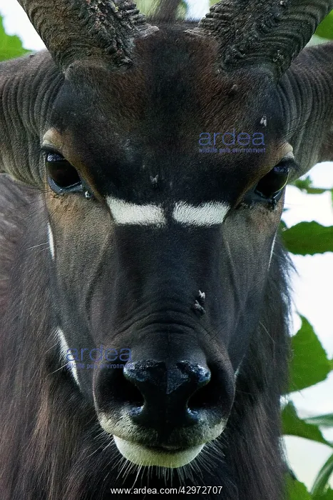 : Nyala (Nyala angasii). Southern Africa : Nyala (Nyala angasii). Southern Africa
