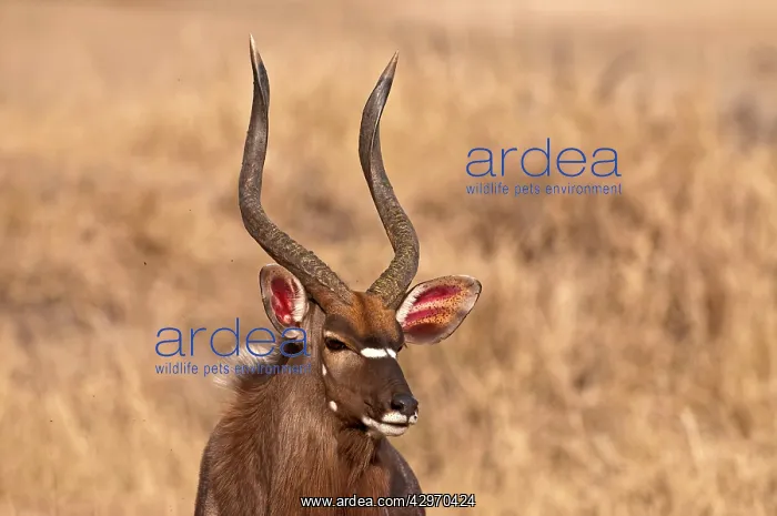 : Nyala - portrait of head and antlers : Nyala - portrait of head and antlers