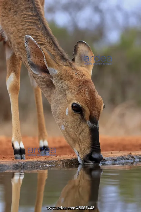 : Nyala (Tragelaphus angasii), adult, female, drinking, at the : Nyala (Tragelaphus angasii), adult, female, drinking, at the
