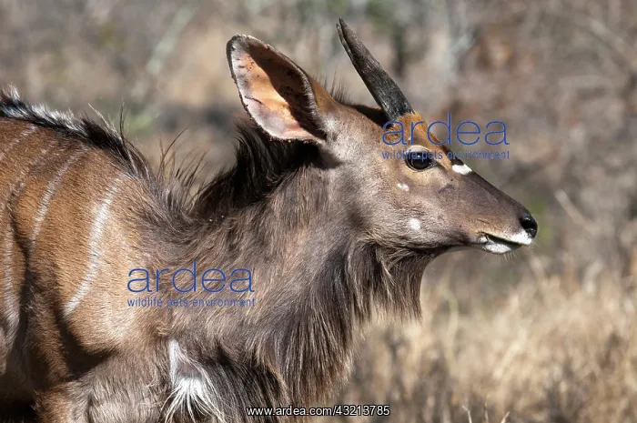  : Nyala (Tragelaphus angasii), Kapama Game