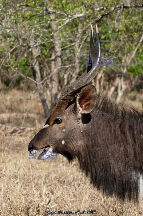 : Nyala (Tragelaphus angasii), Kapama Game : Nyala (Tragelaphus angasii), Kapama Game