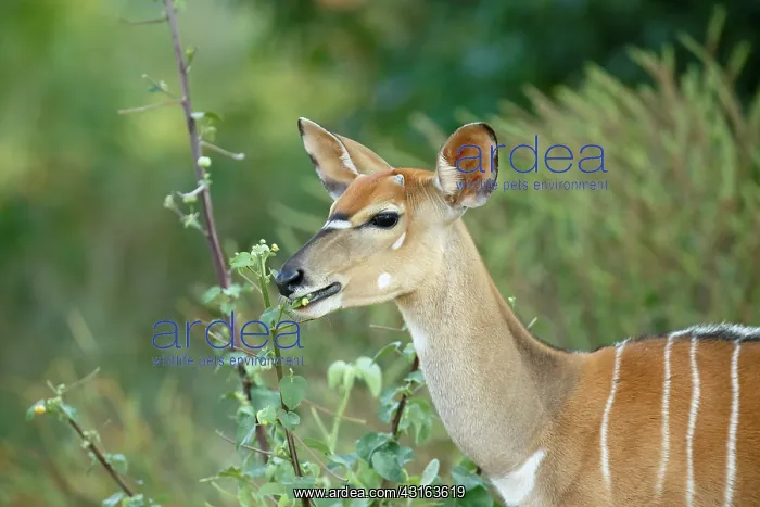 : Nyala (Tragelaphus angasii) young bull eating a flower : Nyala (Tragelaphus angasii) young bull eating a flower
