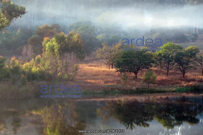 : Nyanga Forest and pool - Zimbabwe