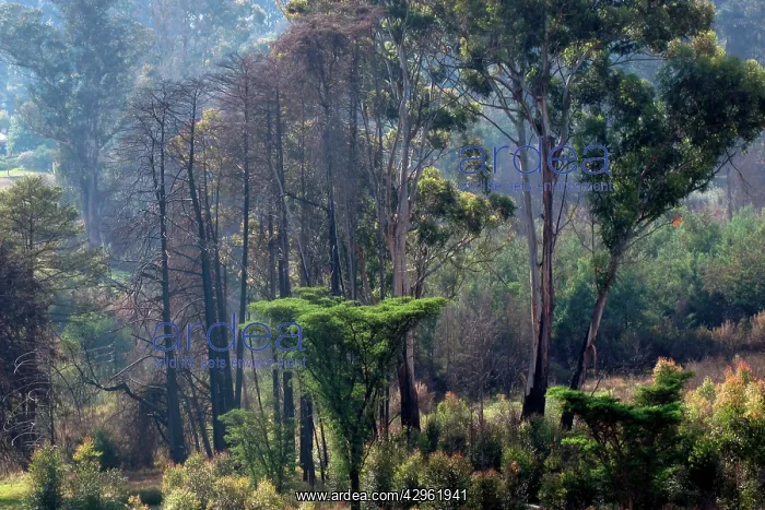  : Nyanga Forest - Zimbabwe