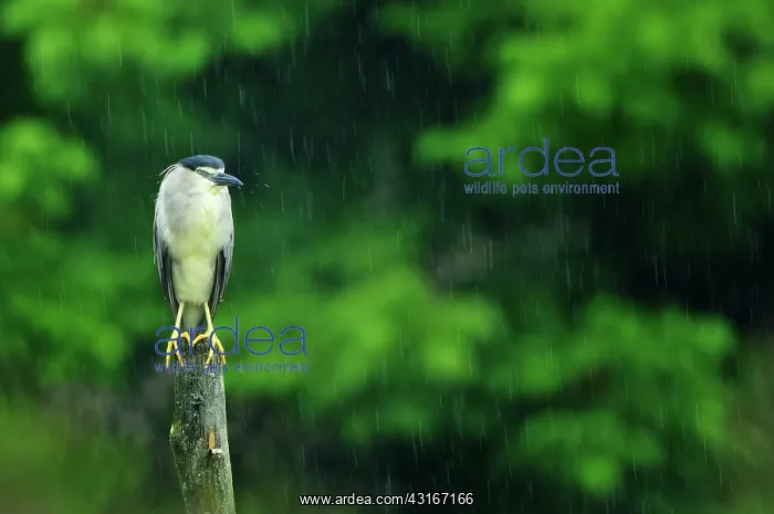 : Nycticorax nycticorax Nycticorax : Nycticorax nycticorax Nycticorax