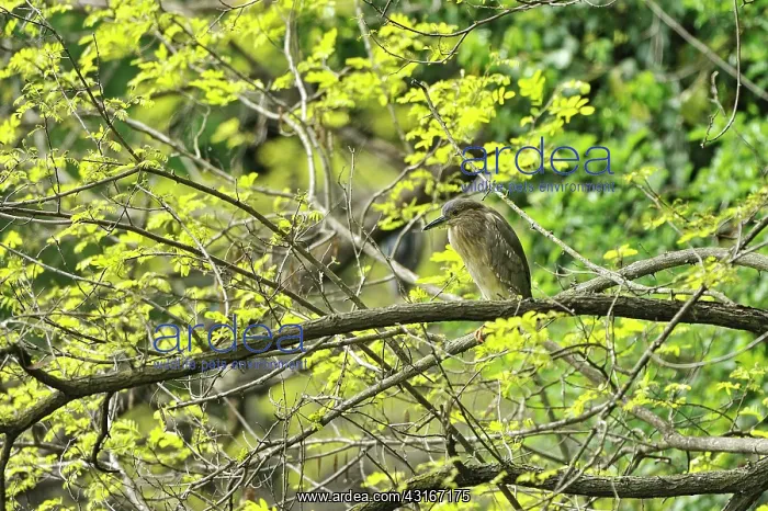 : Nycticorax nycticorax Nycticorax : Nycticorax nycticorax Nycticorax