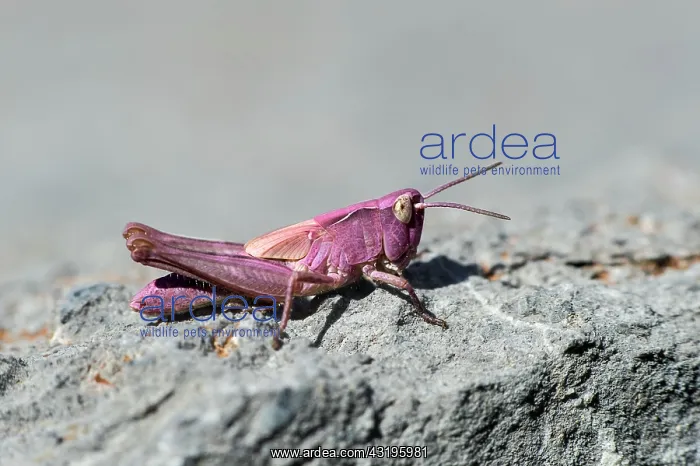 : Nymph of a common field grasshopper (Chorthippus : Nymph of a common field grasshopper (Chorthippus