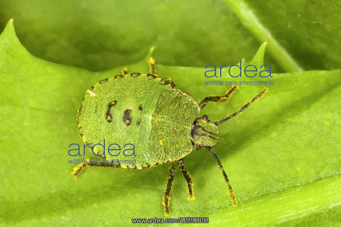 : Nymph of Common Green Shield Bug ( : Nymph of Common Green Shield Bug (