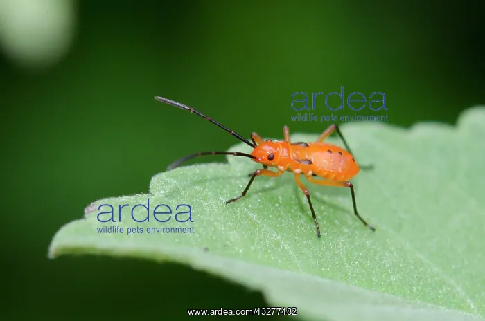 : Nymph of Cotton Stainer Bug on leaf - West Bali National Par : Nymph of Cotton Stainer Bug on leaf - West Bali National Par