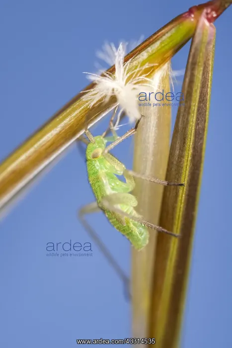 : Nymph of Green Capsid Bug on giant feather grass flower : Nymph of Green Capsid Bug on giant feather grass flower