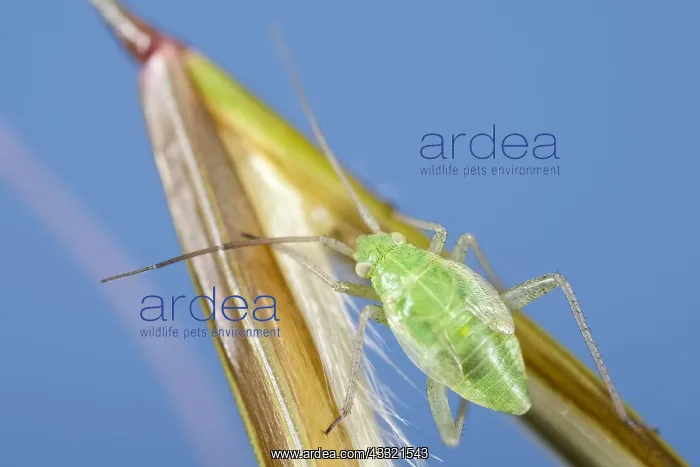 : Nymph of Green Capsid Bug on giant feather grass flower : Nymph of Green Capsid Bug on giant feather grass flower