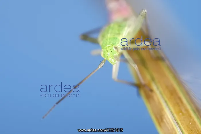  : Nymph of Green Capsid Bug on giant feather grass flower
