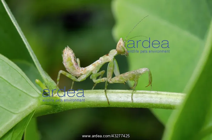 : Nymph of Jeweled Flower Mantis - West Bali National Park, ne : Nymph of Jeweled Flower Mantis - West Bali National Park, ne