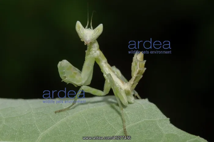  : Nymph of Jeweled Flower Mantis - West Bali National Park, ne