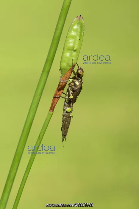 : Nymph of Southern Hawker. about to emerge as : Nymph of Southern Hawker. about to emerge as