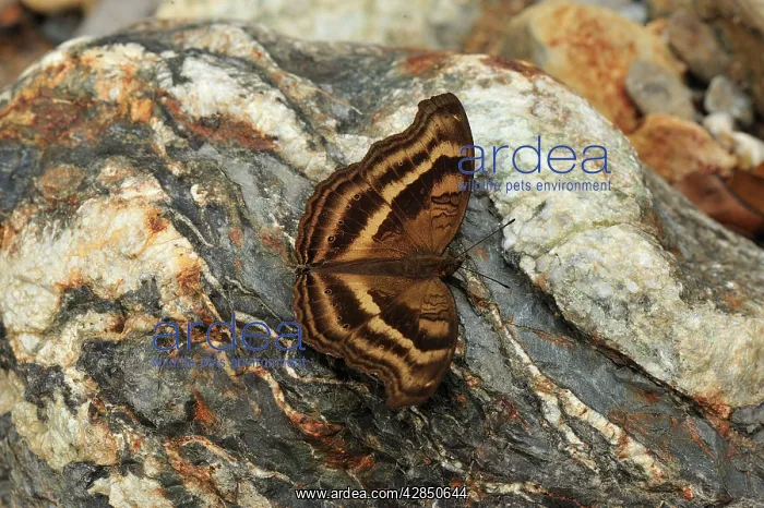 : Nymphalid butterfly : Nymphalid butterfly