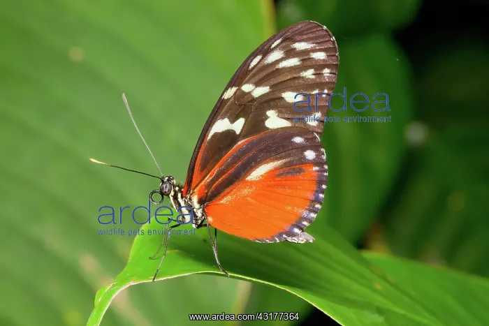 : Nymphalid butterfly : Nymphalid butterfly
