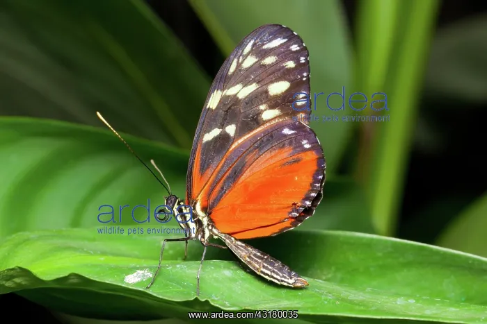 : Nymphalid butterfly : Nymphalid butterfly