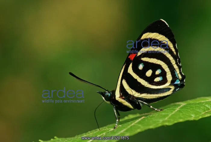: Nymphalidae (Nymphidae) Tropical Butterfly, Hydaspes : Nymphalidae (Nymphidae) Tropical Butterfly, Hydaspes