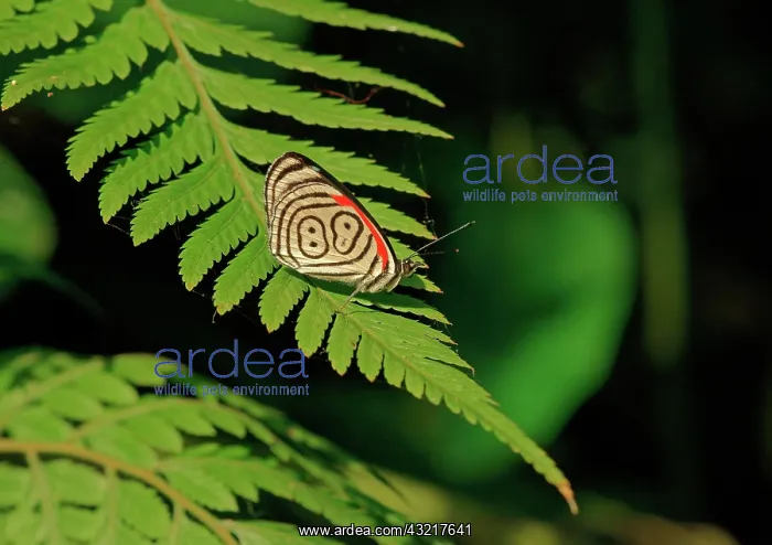 : Nymphalidae (Nymphidae) Tropical Butterfly, Anna's : Nymphalidae (Nymphidae) Tropical Butterfly, Anna's