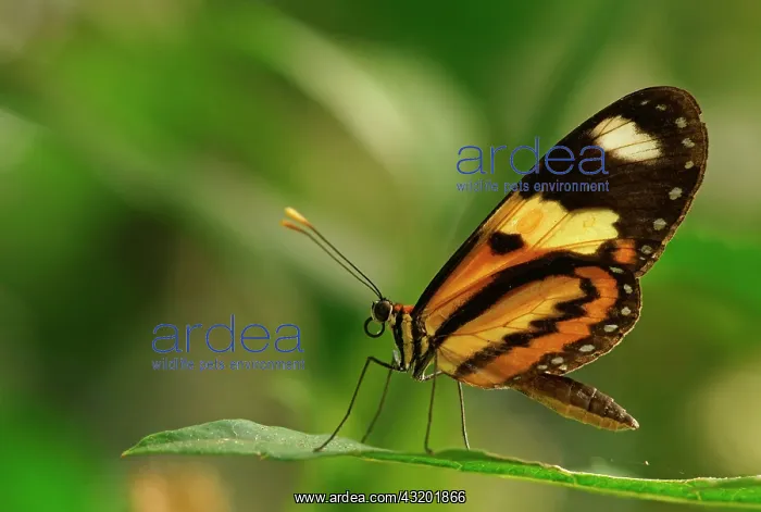 : Nymphalidae (Nymphidae) Tropical butterfly (Mechanitis : Nymphalidae (Nymphidae) Tropical butterfly (Mechanitis
