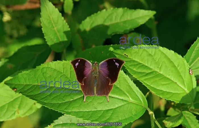 : Nymphalidae (Nymphidae) Tropical Butterfly (Memphis : Nymphalidae (Nymphidae) Tropical Butterfly (Memphis