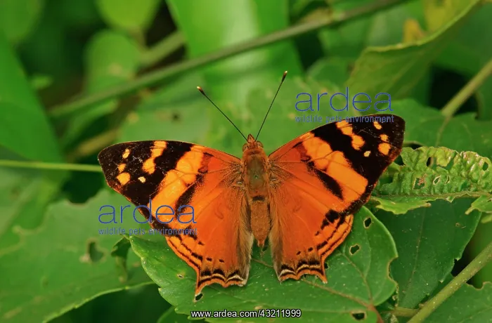 : Nymphalidae (Nymphidae) Tropical Butterfly, Orange : Nymphalidae (Nymphidae) Tropical Butterfly, Orange