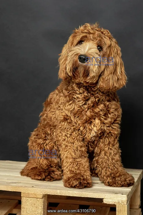 : O Labradoodle, pedigree dog, hypoallergenic properties : O Labradoodle, pedigree dog, hypoallergenic properties