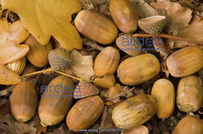  : Oak, acorn