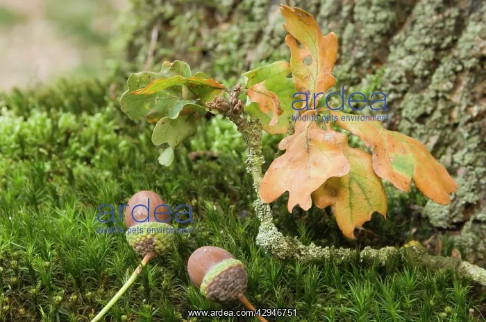  : Oak, acorn
