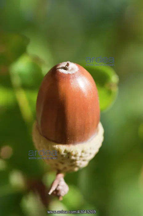 : Oak, Acorn : Oak, Acorn