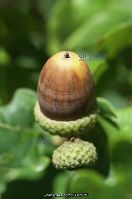 : Oak, Acorn : Oak, Acorn